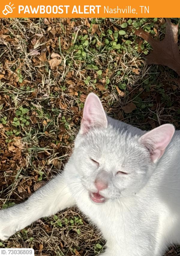 Found/Stray Unknown Cat last seen Johnson pass drive and court, Nashville, TN 37013