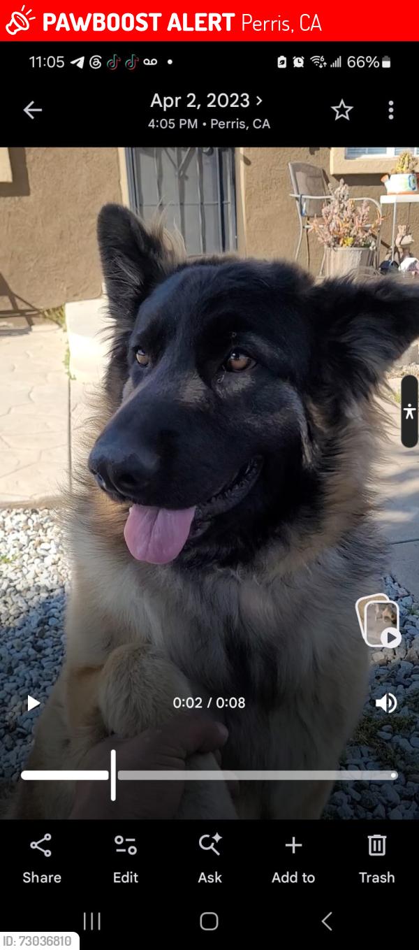 Lost Female Dog last seen Perris Blv & 3rd St, Perris, CA 92570