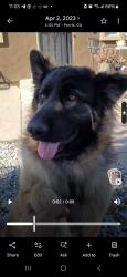 Lost Female Dog last seen Perris Blv & 3rd St, Perris, CA 92570