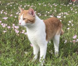 Reunited Male Cat last seen Near NE I-10 Frontage Rd Sealy, TX 77474 United States, Sealy, TX 77474