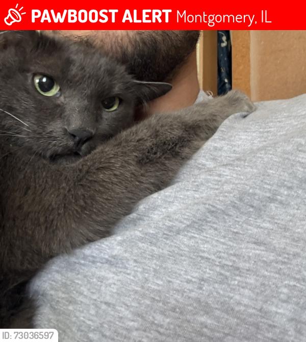 Lost Female Cat last seen Durango rd , Montgomery, IL 60538