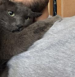 Lost Female Cat last seen Durango rd , Montgomery, IL 60538