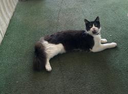 Lost Male Cat last seen Escondido ca , Escondido, CA 92027