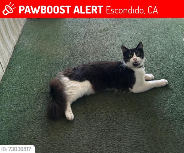 Lost Male Cat last seen Escondido ca , Escondido, CA 92027
