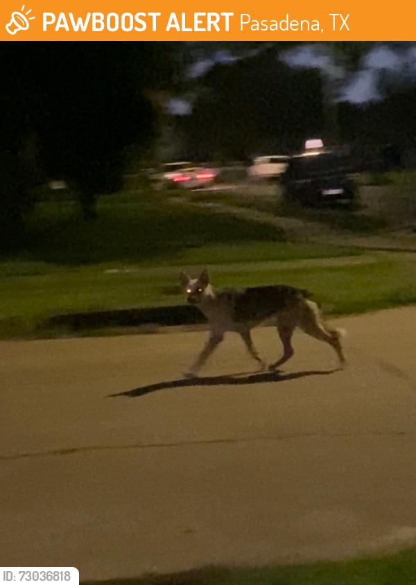 Found/Stray Unknown Dog last seen Taylor Ave and Garrett st, Pasadena, TX 77506