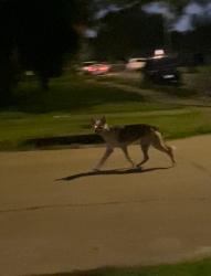 Found/Stray Unknown Dog last seen Taylor Ave and Garrett st, Pasadena, TX 77506