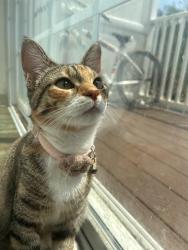 Reunited Female Cat last seen Neighborhood near ShopRite , Swedesboro, NJ 08085