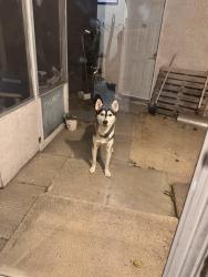 Found/Stray Unknown Dog last seen Ravenhill rd Winnipeg MB, Winnipeg, MB R2K 3K6