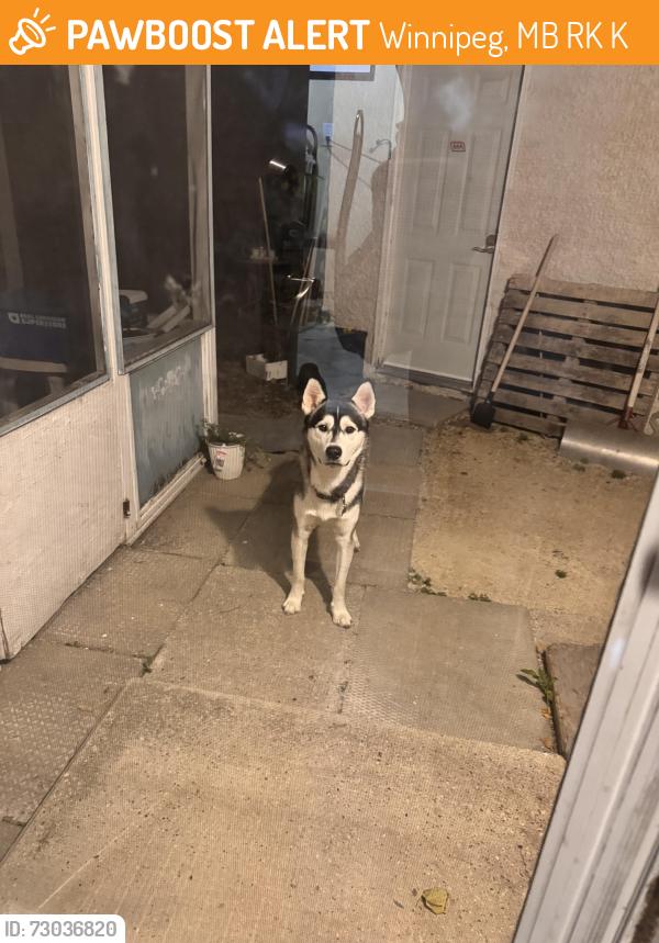 Found/Stray Unknown Dog last seen Ravenhill rd Winnipeg MB, Winnipeg, MB R2K 3K6