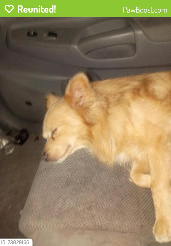 Reunited Male Dog last seen Near  Bridgeport Way sw  Lakewood wa, Lakewood, WA 98499