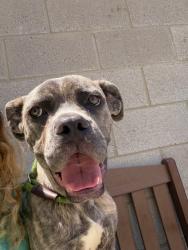 Shelter Stray Male Dog last seen E 112 Street, NEW YORK, NY, 10029, 326 E 110th St, New York, NY 10029, USA
