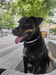 Shelter Stray Male Dog last seen Near Eastchester Road, BRONX, NY, 10461, 326 E 110th St, New York, NY 10029, USA