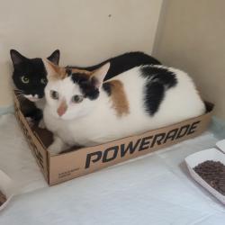 Shelter Stray Female Cat last seen , 6621 Westminster Ave, Garden Grove, CA 92844, USA