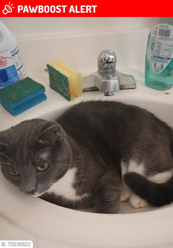 Lost Male Cat last seen Tejon St and fillmore st, Colorado Springs, CO 80907