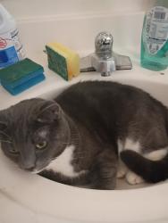 Lost Male Cat last seen Tejon St and fillmore st, Colorado Springs, CO 80907