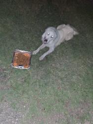 Found/Stray Unknown Dog last seen Hawlet and ayers, Fort Worth, TX 76103