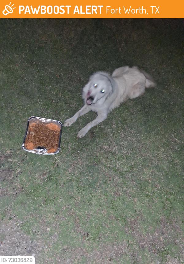 Found/Stray Unknown Dog last seen Hawlet and ayers, Fort Worth, TX 76103