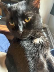Lost Male Cat last seen Back corner Dr, Gloucester Point, VA 23062