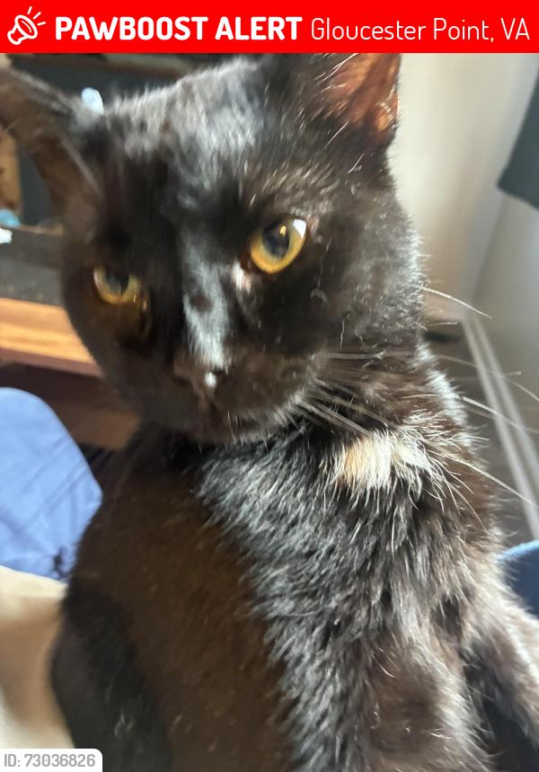Lost Male Cat last seen Back corner Dr, Gloucester Point, VA 23062