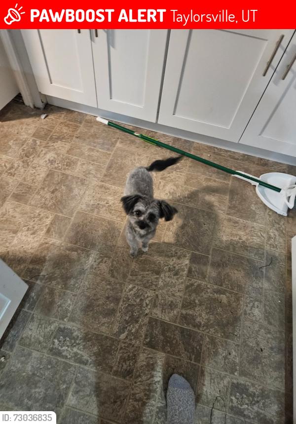 Lost Male Dog last seen 1167w 5000s in Taylorsville , Taylorsville, UT 84123