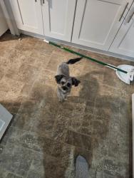 Lost Male Dog last seen 1167w 5000s in Taylorsville , Taylorsville, UT 84123