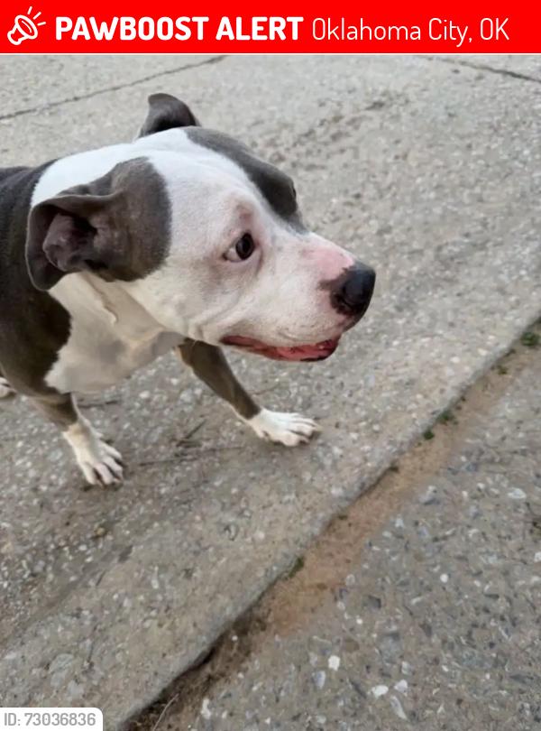 Lost Female Dog last seen Near NW 55th OKC OK 73112, Oklahoma City, OK 73112