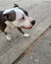 Lost Female Dog last seen Near NW 55th OKC OK 73112, Oklahoma City, OK 73112