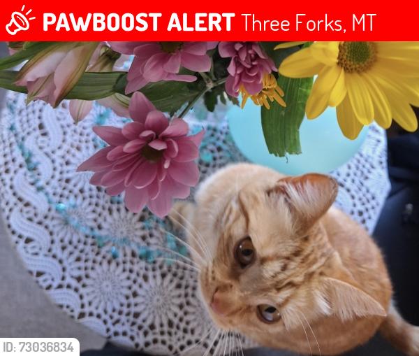 Lost Female Cat last seen Highway leaving three forks, Three Forks, MT 59752