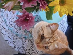 Lost Female Cat last seen Highway leaving three forks, Three Forks, MT 59752