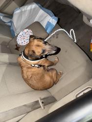 Reunited Male Dog last seen Fenton Ave, Los Angeles, CA 91342, USA, Los Angeles, CA 91342