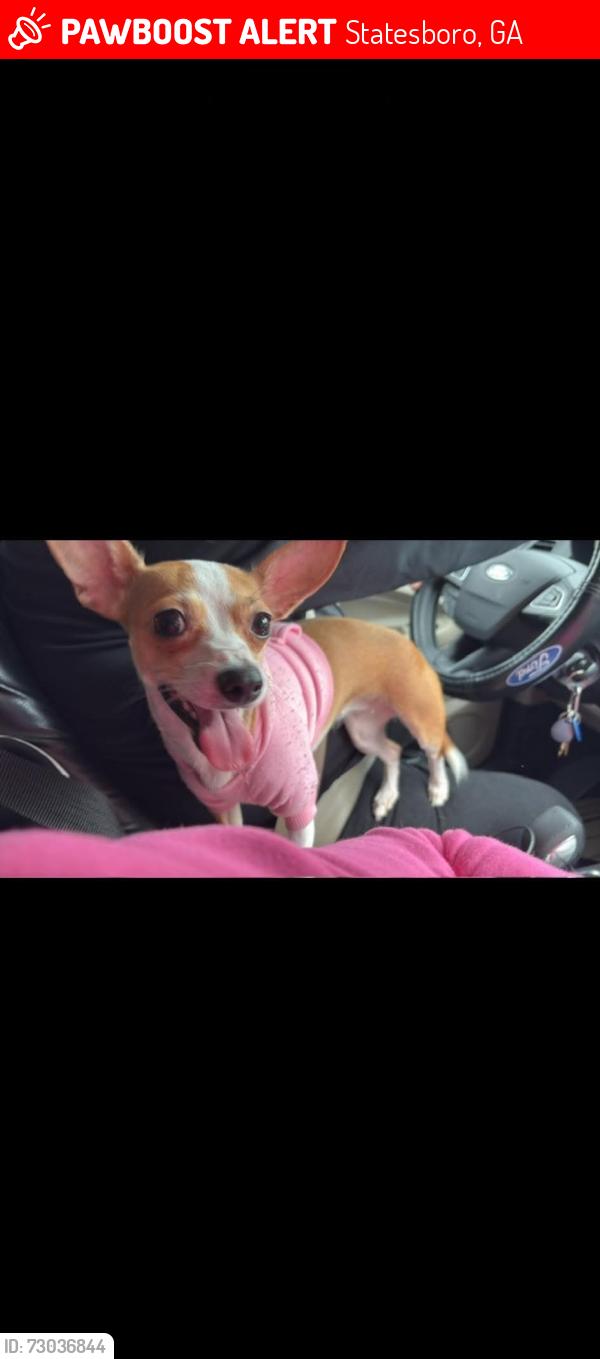 Lost Female Dog last seen Near US 301 Lot 29, Statesboro, GA 30458