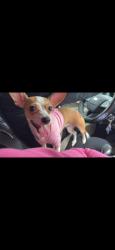 Lost Female Dog last seen Near US 301 Lot 29, Statesboro, GA 30458