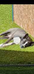 Lost Female Dog last seen William S. Craycraft Park, Mission Viejo, CA 92691