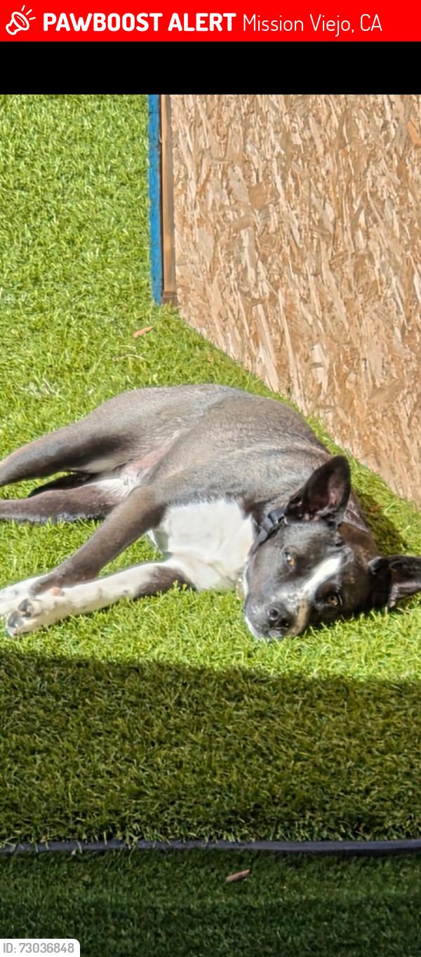 Lost Female Dog last seen William S. Craycraft Park, Mission Viejo, CA 92691