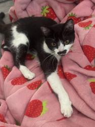 Found/Stray Unknown Cat last seen Crestview Elementary, Richmond, VA 23226