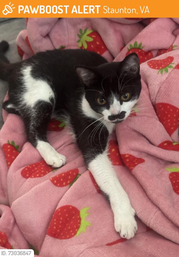 Found/Stray Unknown Cat last seen Crestview Elementary, Richmond, VA 23226