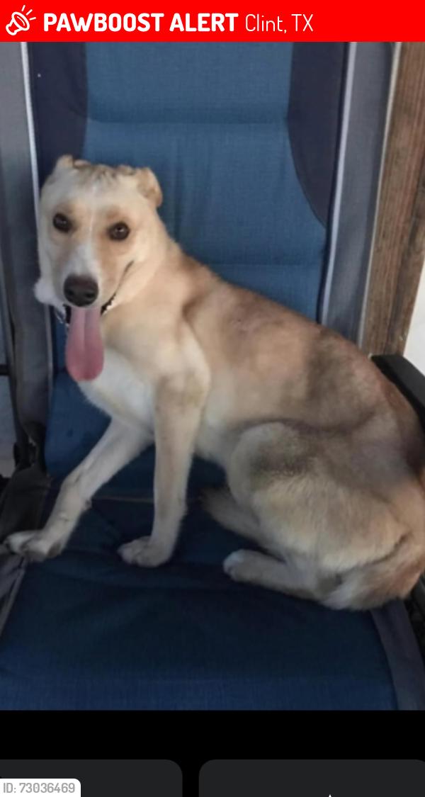 Lost Female Dog last seen Clint cut off, Clint, TX 79836