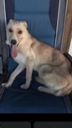 Lost Female Dog last seen Clint cut off, Clint, TX 79836