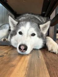Reunited Male Dog last seen Near sw 2nd ave Dania , Dania Beach, FL 33004