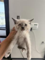 Shelter Stray Male Cat last seen , 201 S Mt Vernon Ave, Bakersfield, CA 93307, USA