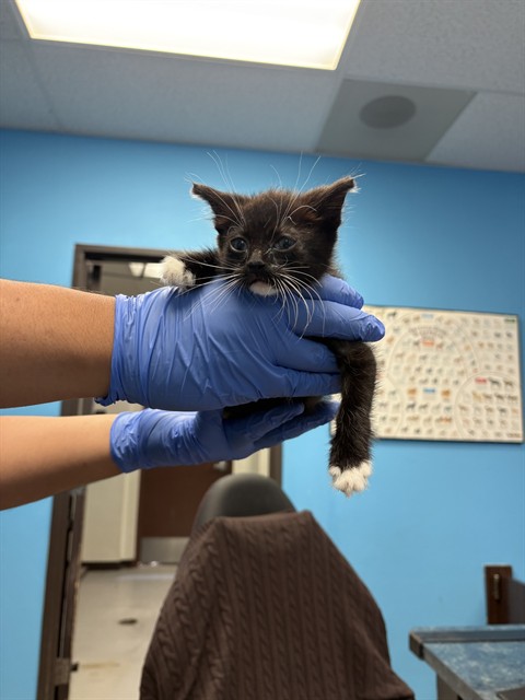 Shelter Stray Female Cat last seen 24TH ST/ OAK ST, BAKERSFIELD, CA, 201 S Mt Vernon Ave, Bakersfield, CA 93307, USA