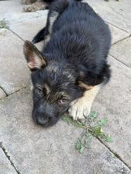 Shelter Stray Male Dog last seen Near BLOCK COLIMA AVE, 333 Chandler Pl, San Bernardino, CA 92408, USA