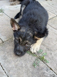 Shelter Stray Male Dog last seen Near BLOCK COLIMA AVE, 333 Chandler Pl, San Bernardino, CA 92408, USA