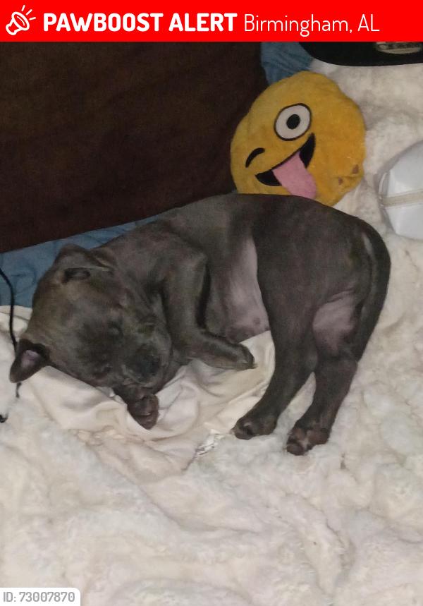 Lost Male Dog last seen Birmingham (Southside), Birmingham, AL 35280
