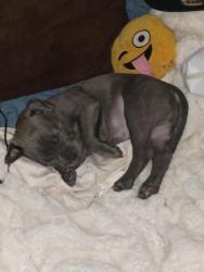 Lost Male Dog last seen Birmingham (Southside), Birmingham, AL 35280