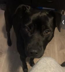 Reunited Male Dog last seen Reno Ln, Wilkes-Barre, PA 18702