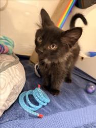 Shelter Stray Male Cat last seen ORLANDO, 16 Barnes Ct, Hayward, CA 94544, USA