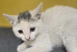 Shelter Stray Female Cat last seen , 3201 Lacy St, Los Angeles, CA 90031, USA