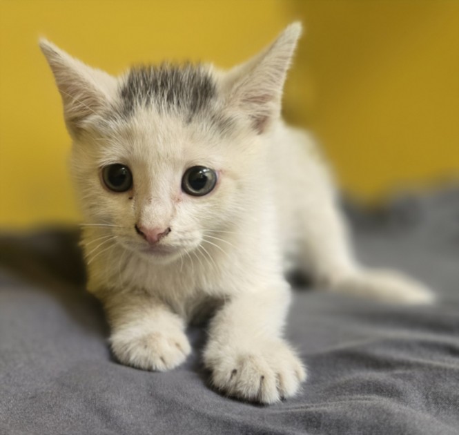 Shelter Stray Male Cat last seen , 3201 Lacy St, Los Angeles, CA 90031, USA
