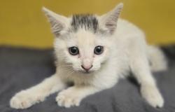 Shelter Stray Male Cat last seen , 3201 Lacy St, Los Angeles, CA 90031, USA
